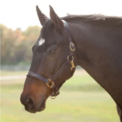 SmartPak Soft Padded Leather Pony/Mini Halter -Ovatio Horse Shop 13155 havanahavana b