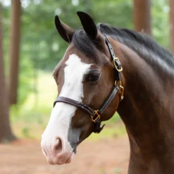 SmartPak Twisted Leather Halter -Ovatio Horse Shop 23077 brown pony 1