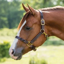 SmartPak Twisted Leather Halter -Ovatio Horse Shop 23077 western 2