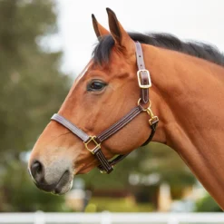 Walsh Triple Stitch British Halter