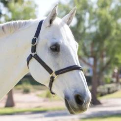 Plymouth&reg; Padded Halter By SmartPak -Ovatio Horse Shop 24204 chocolate english 5