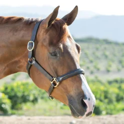 Plymouth&reg; Padded Halter By SmartPak -Ovatio Horse Shop 24204 westerm 4