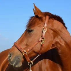 Stubben Wrapped Leather Halter -Ovatio Horse Shop 31685 tobac lifestyle 1