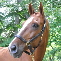 Black Oak Willow Halter