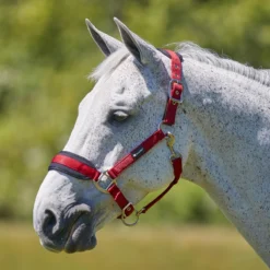 SmartPak Breakaway Halter With COOLMAX&reg; Padding 2.0 -Ovatio Horse Shop 32551 barnred 8399