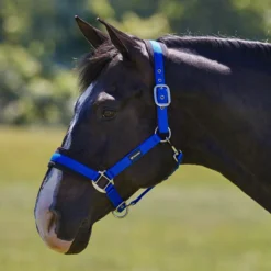 SmartPak Breakaway Halter With COOLMAX&reg; Padding 2.0 - Clearance! -Ovatio Horse Shop 32551 royal 8788 1