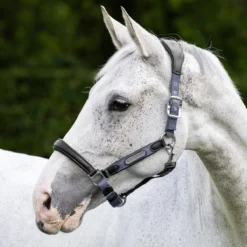 LeMieux Capella Leather Halter -Ovatio Horse Shop 33848 jayblue l1