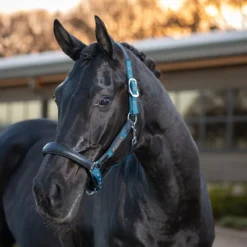 LeMieux Capella Leather Halter -Ovatio Horse Shop 33848 marine 2