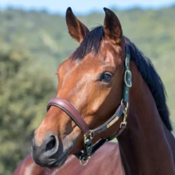 LeMieux Capella Leather Halter -Ovatio Horse Shop 33848 moss onhorse